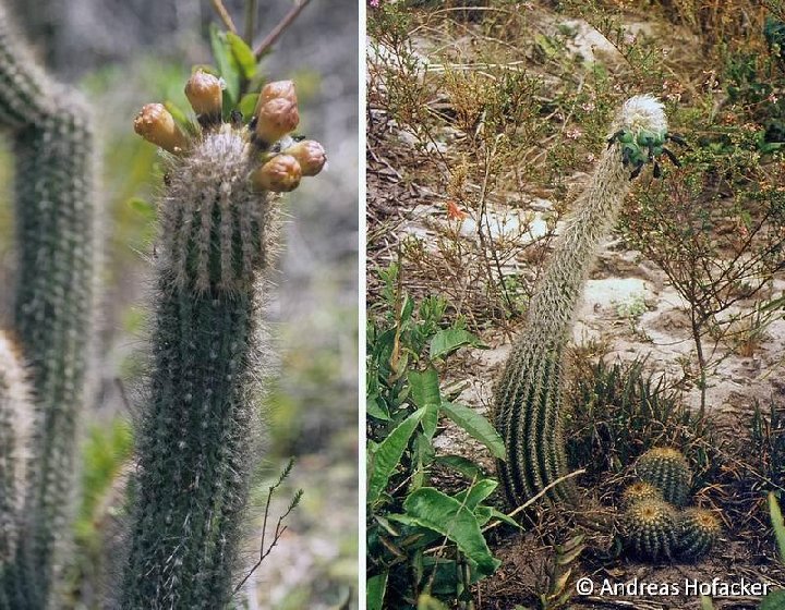 Lagenosocereus luetzelburgii AH624 Brazil ©Andreas Hofacker